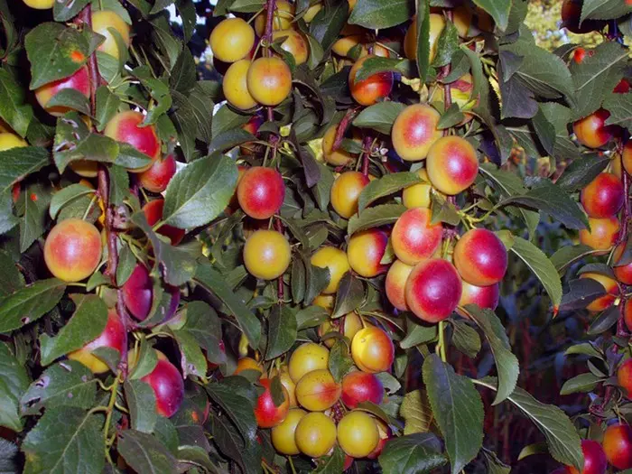 Cherry plum pruning in autumn and spring, crown formation