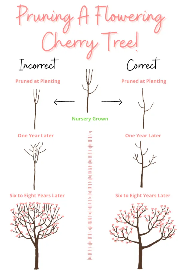 Cherry plum pruning in autumn and spring, crown formation