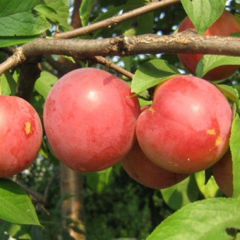 Cherry plum Tent: description, photo, planting and care, is it possible to pollinate the Royal plum