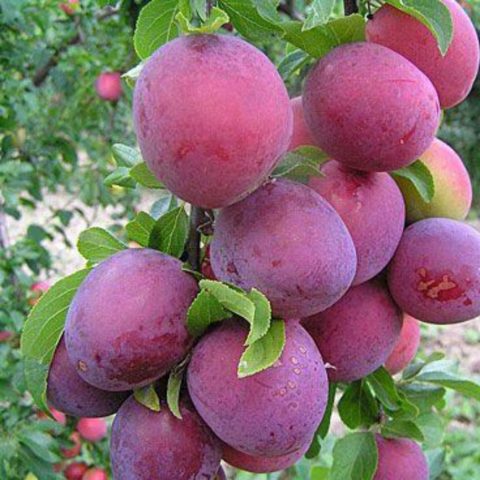 Cherry plum Tent: description, photo, planting and care, is it possible to pollinate the Royal plum