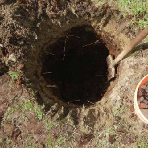 Cherry plum Tent: description, photo, planting and care, is it possible to pollinate the Royal plum