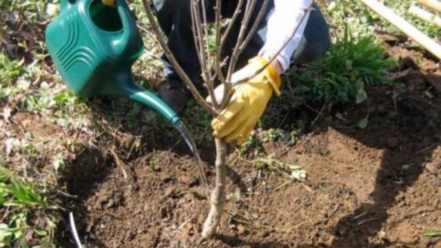 Cherry plum Tent: description, photo, planting and care, is it possible to pollinate the Royal plum