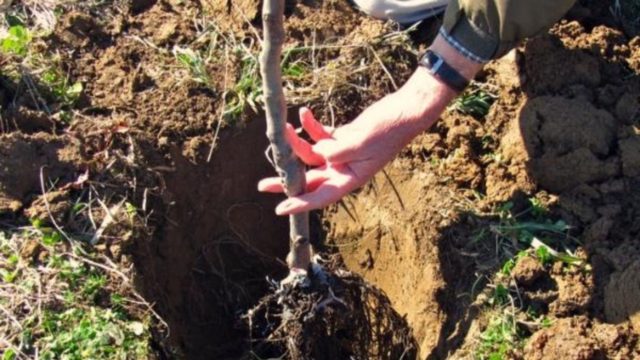 Cherry plum Tent: description, photo, planting and care, is it possible to pollinate the Royal plum