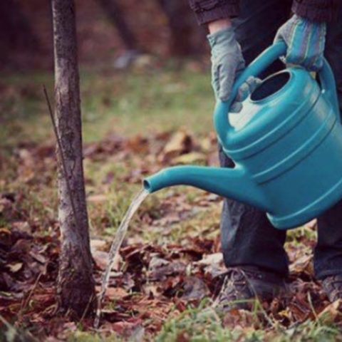 Cherry plum Tent: description, photo, planting and care, is it possible to pollinate the Royal plum