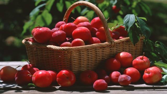 Cherry plum varieties: early ripening, mid-seasoning, late, self-fertile