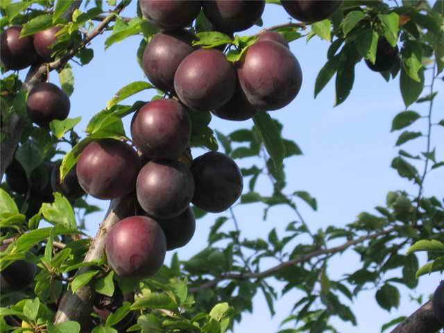 Cherry plum varieties: early ripening, mid-seasoning, late, self-fertile