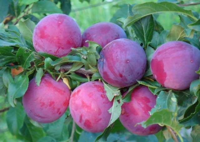 Cherry plum varieties: early ripening, mid-seasoning, late, self-fertile