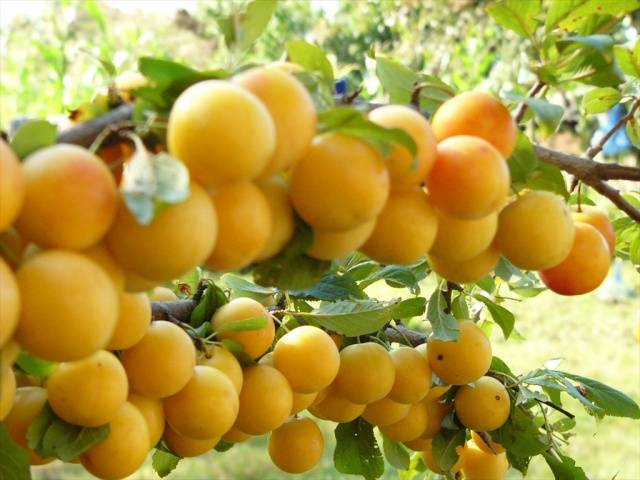 Cherry plum varieties: early ripening, mid-seasoning, late, self-fertile