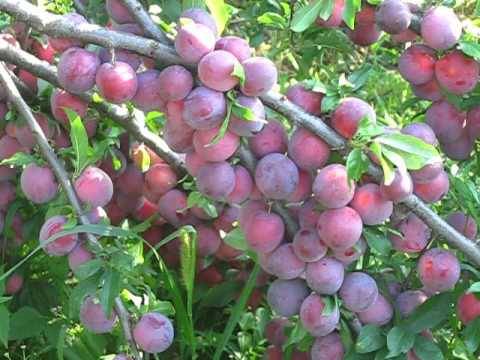 Cherry plum varieties: early ripening, mid-seasoning, late, self-fertile