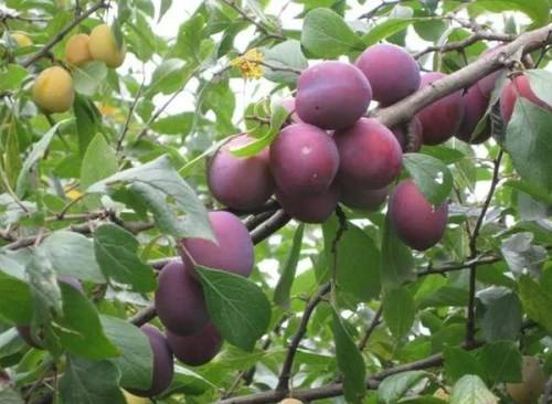 Cherry plum varieties: early ripening, mid-seasoning, late, self-fertile