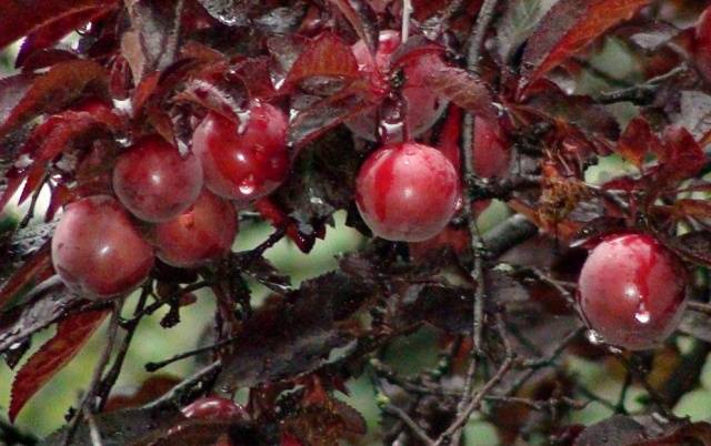 Cherry plum varieties: early ripening, mid-seasoning, late, self-fertile