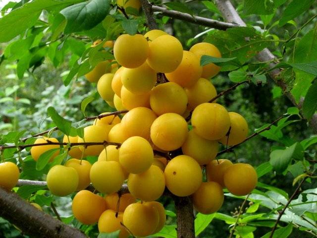 Cherry plum varieties: early ripening, mid-seasoning, late, self-fertile