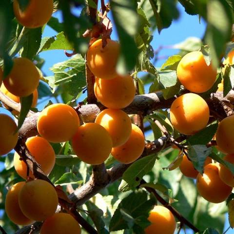 Cherry plum varieties: early ripening, mid-seasoning, late, self-fertile