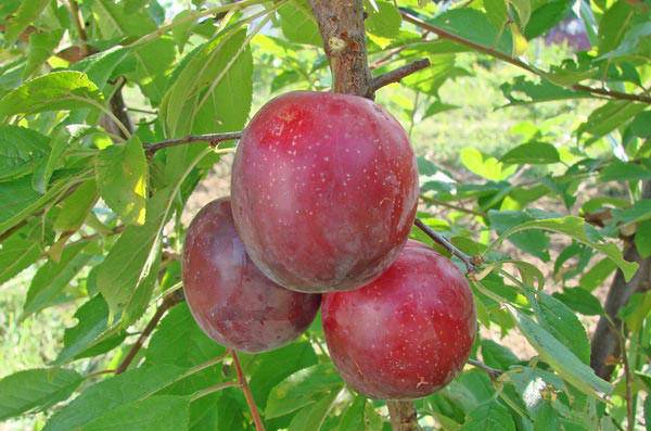 Cherry plum varieties: early ripening, mid-seasoning, late, self-fertile