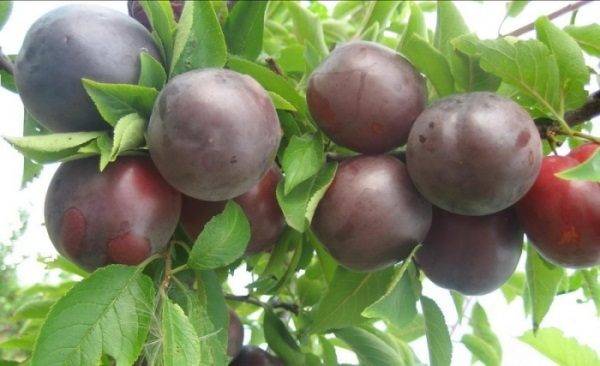 Cherry plum varieties: early ripening, mid-seasoning, late, self-fertile