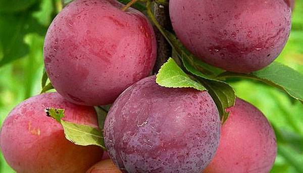 Cherry plum varieties: early ripening, mid-seasoning, late, self-fertile