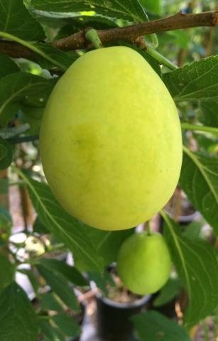 Cherry plum varieties: early ripening, mid-seasoning, late, self-fertile