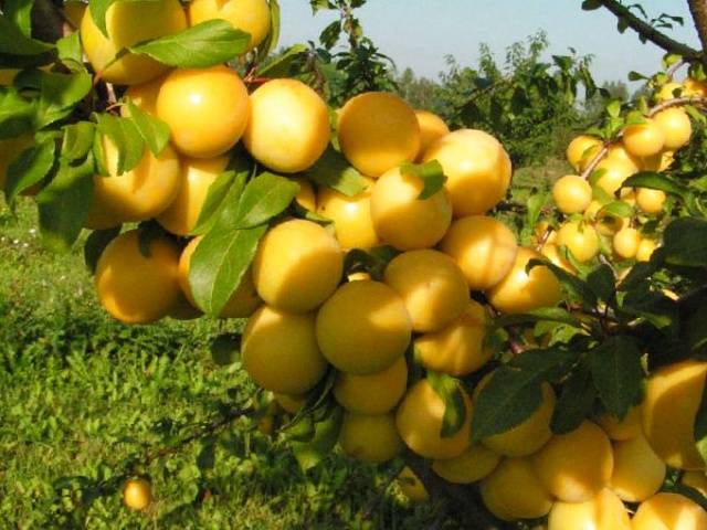 Cherry plum varieties: early ripening, mid-seasoning, late, self-fertile