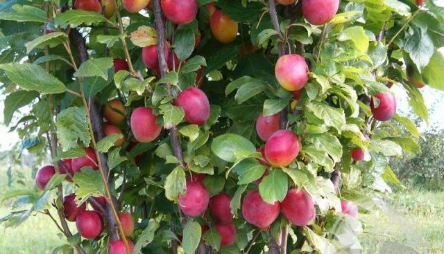 Cherry plum varieties: early ripening, mid-seasoning, late, self-fertile