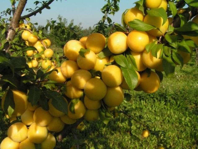 Cherry plum varieties: early ripening, mid-seasoning, late, self-fertile