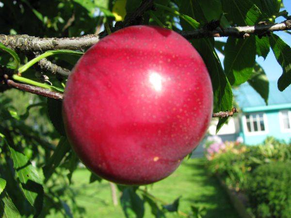 Cherry plum varieties: early ripening, mid-seasoning, late, self-fertile