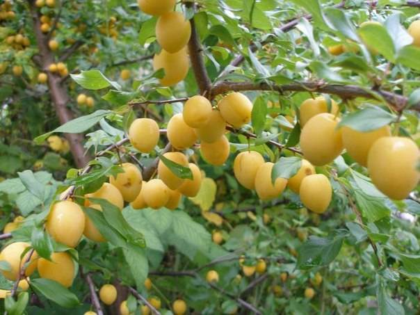 Cherry plum varieties: early ripening, mid-seasoning, late, self-fertile