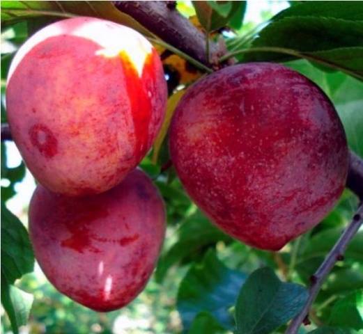 Cherry plum varieties: early ripening, mid-seasoning, late, self-fertile