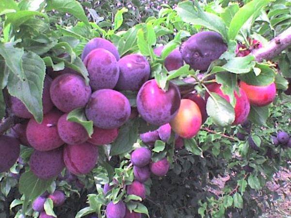 Cherry plum varieties: early ripening, mid-seasoning, late, self-fertile