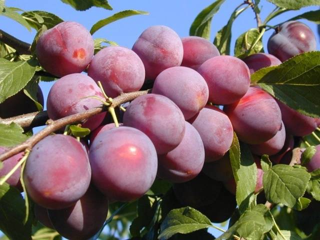 Cherry plum varieties: early ripening, mid-seasoning, late, self-fertile