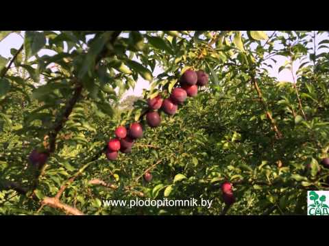 Cherry plum varieties: early ripening, mid-seasoning, late, self-fertile