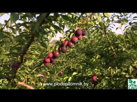 Cherry plum varieties: early ripening, mid-seasoning, late, self-fertile