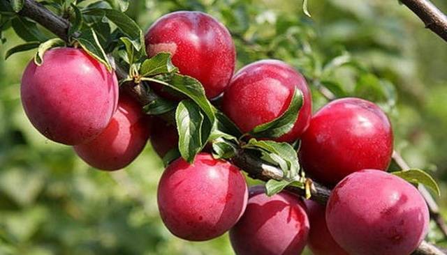 Cherry plum varieties: early ripening, mid-seasoning, late, self-fertile