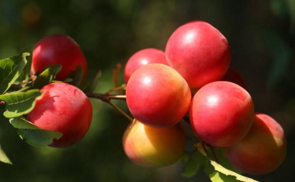 Cherry plum varieties: early ripening, mid-seasoning, late, self-fertile