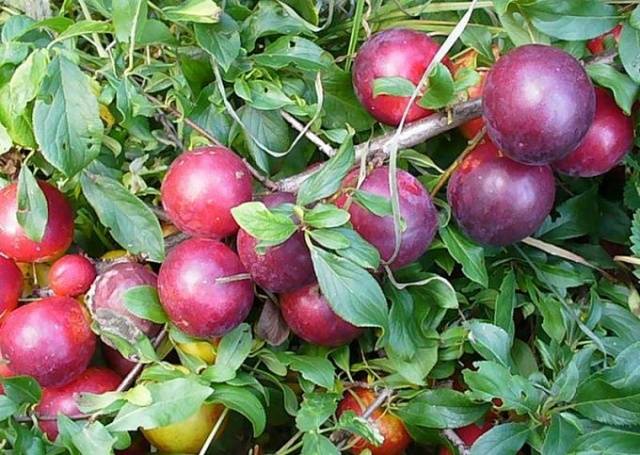 Cherry plum varieties: early ripening, mid-seasoning, late, self-fertile