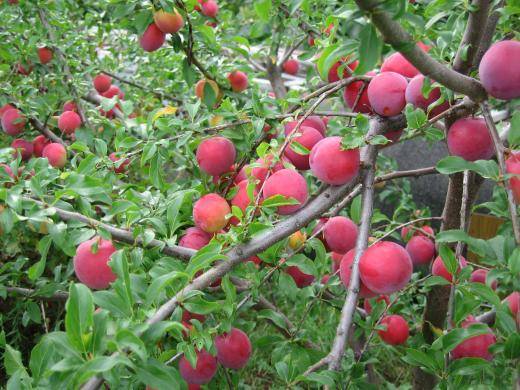 Cherry plum varieties: early ripening, mid-seasoning, late, self-fertile