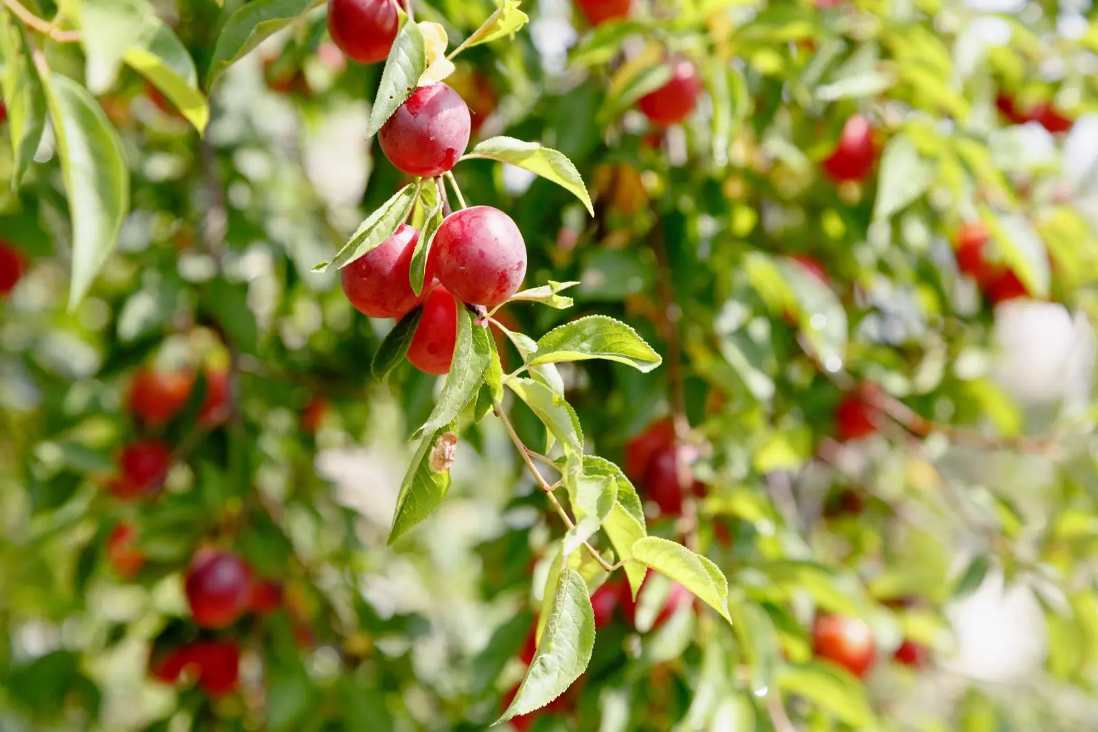 Cherry plum varieties: early ripening, mid-seasoning, late, self-fertile