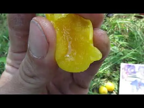 Cherry plum yellow Huck: description of the plum, photo, planting and care