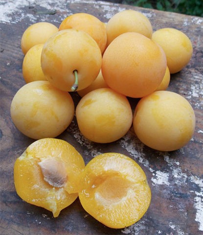 Cherry plum yellow Huck: description of the  plum, photo, planting and care