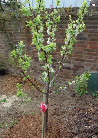 Cherry plum yellow Huck: description of the  plum, photo, planting and care