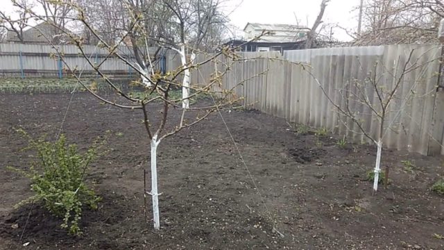 Cherry plum yellow Huck: description of the  plum, photo, planting and care