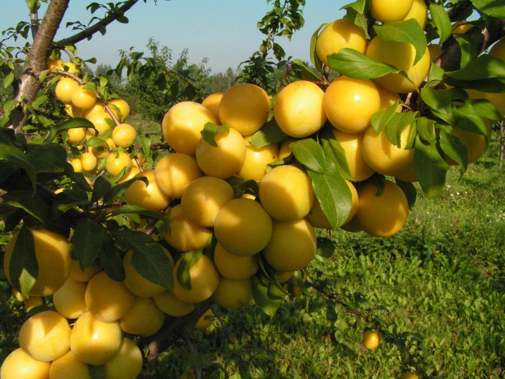 Cherry plum yellow: varieties, characteristics and description of varieties