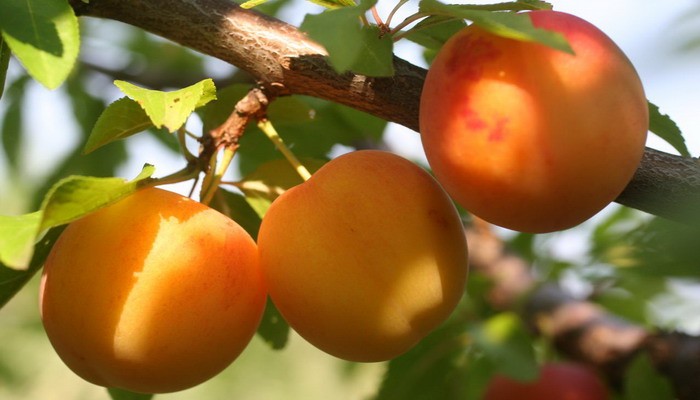 Cherry plum yellow: varieties, characteristics and description of varieties