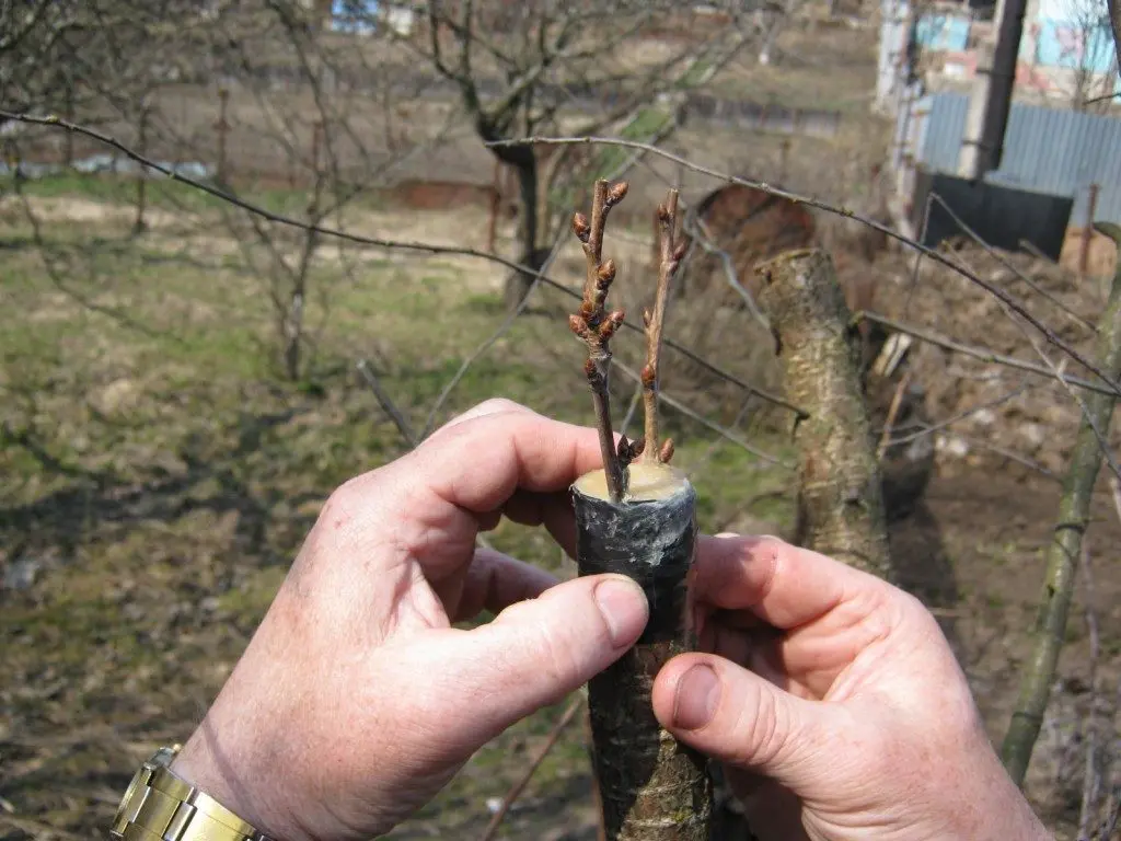 Cherry plum Zlato Skifov: characteristics and description of the variety