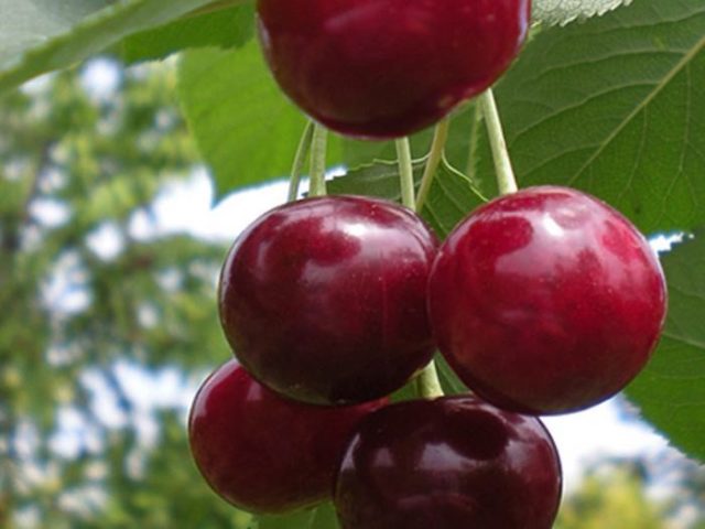 Cherry Podbelskaya: characteristics and description of the variety, does it give shoots