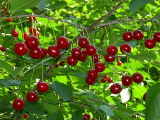 Cherry Podbelskaya: characteristics and description of the variety, does it give shoots