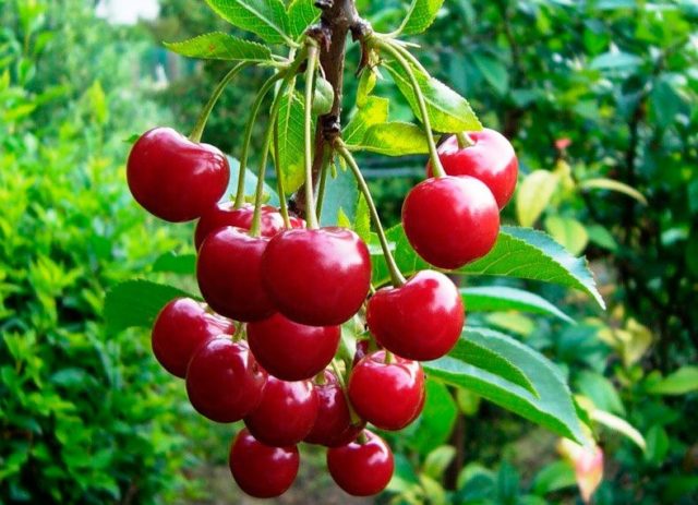 Cherry Podbelskaya: characteristics and description of the variety, does it give shoots