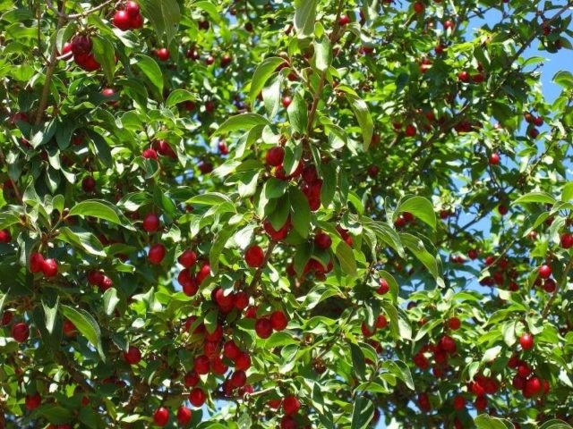 Cherry Podbelskaya: characteristics and description of the variety, does it give shoots