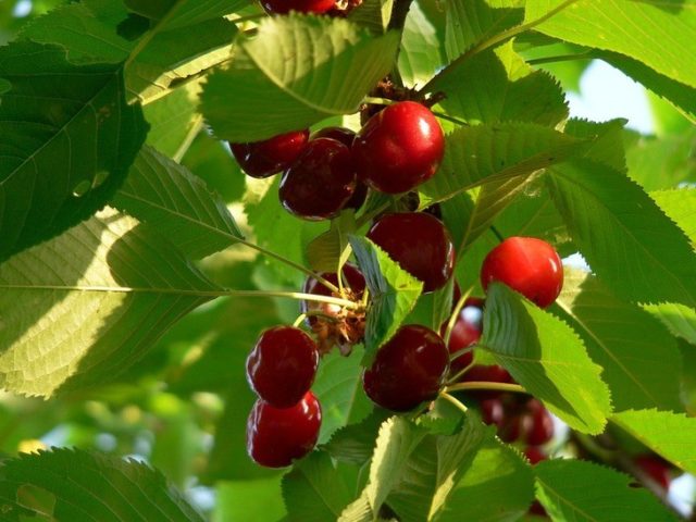 Cherry Podbelskaya: characteristics and description of the variety, does it give shoots