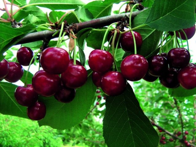 Cherry Prima: variety description, photos, reviews, pollinators