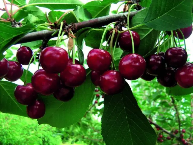 Cherry Prima: variety description, photos, reviews, pollinators